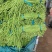 河南开封精品长豆角翠绿色
