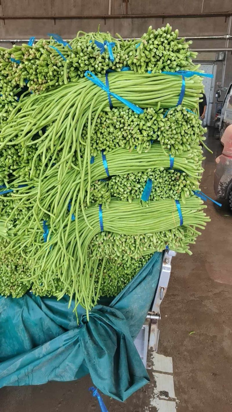 河南开封精品长豆角翠绿色