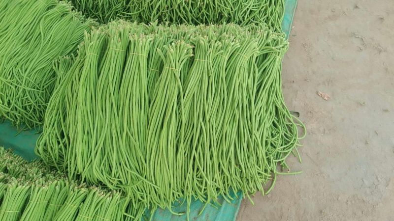 河南开封精品长豆角翠绿色