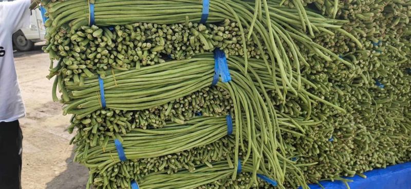 河南开封精品长豆角翠绿色
