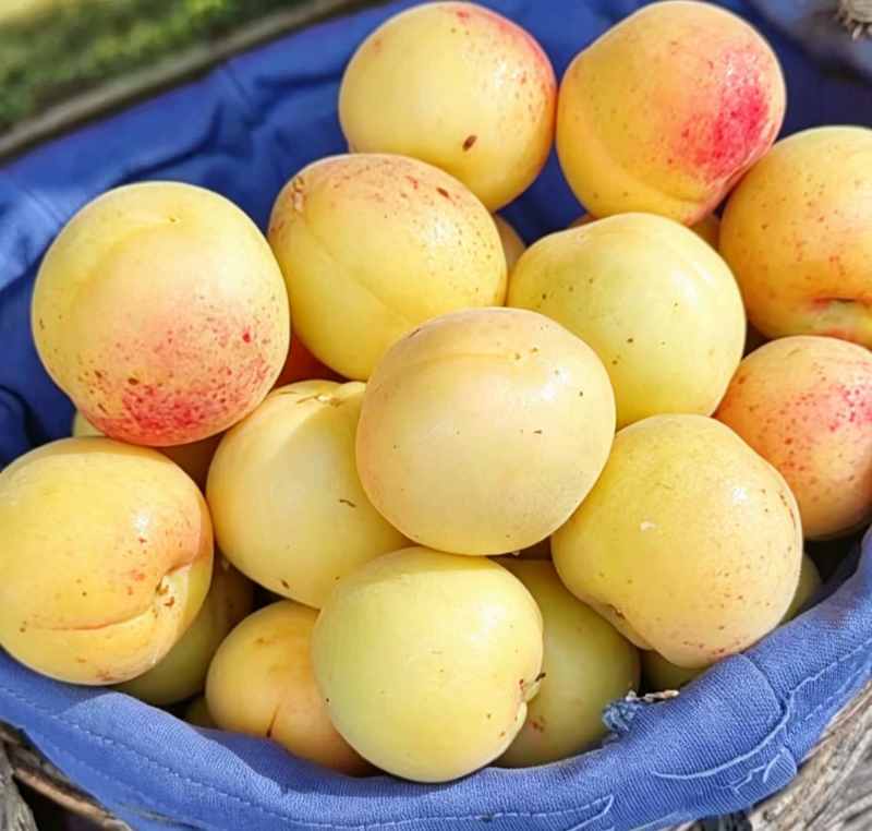 银白杏
