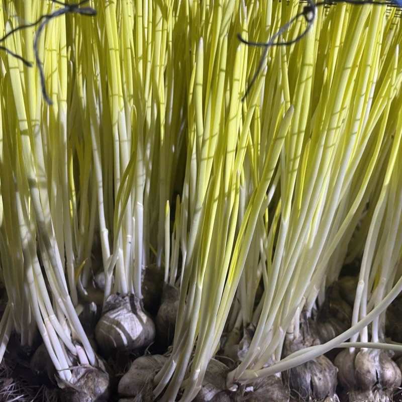 苏北蒜黄种植基地