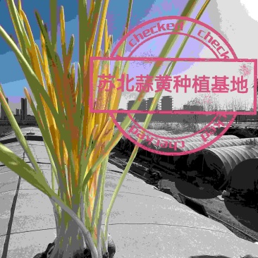 苏北蒜黄种植基地