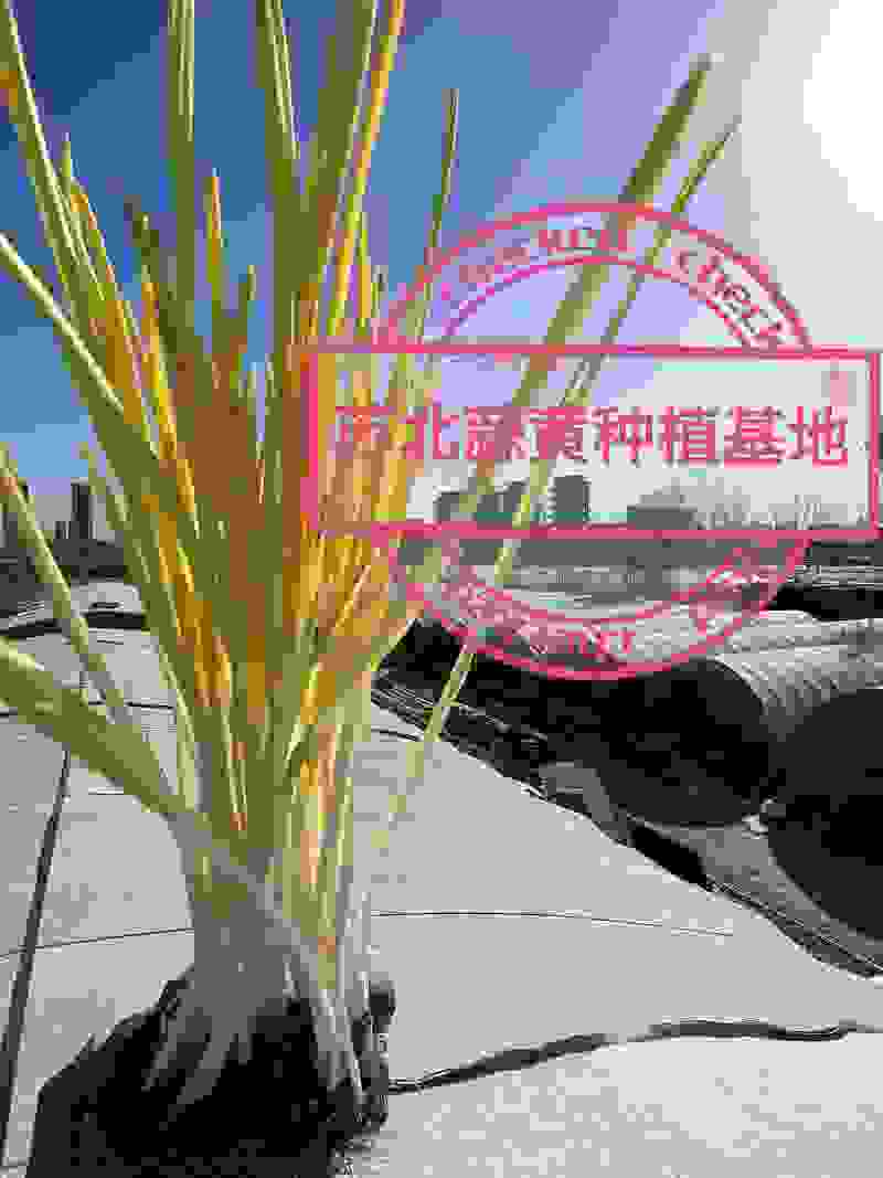 苏北蒜黄种植基地