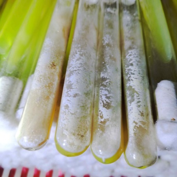 黑皮鸡枞菌菌种