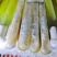 黑皮鸡枞菌菌种