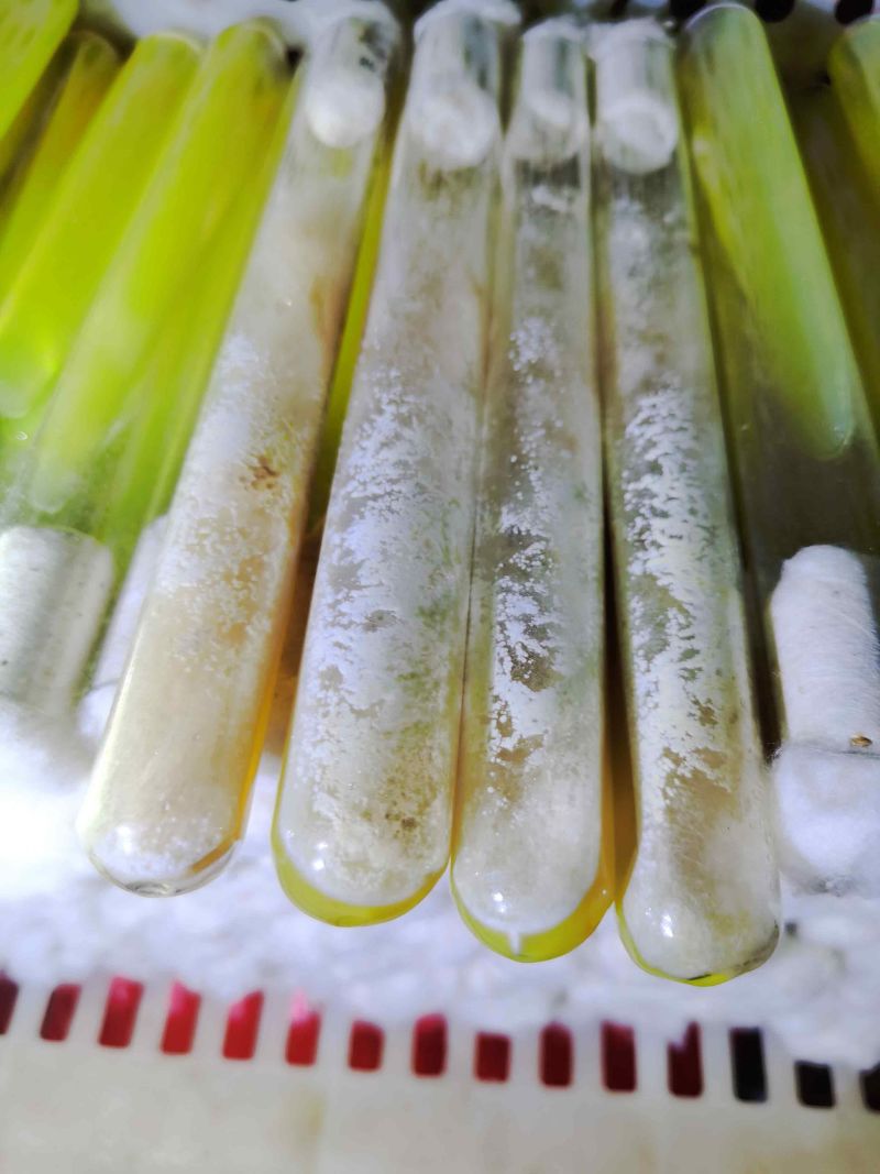 黑皮鸡枞菌菌种