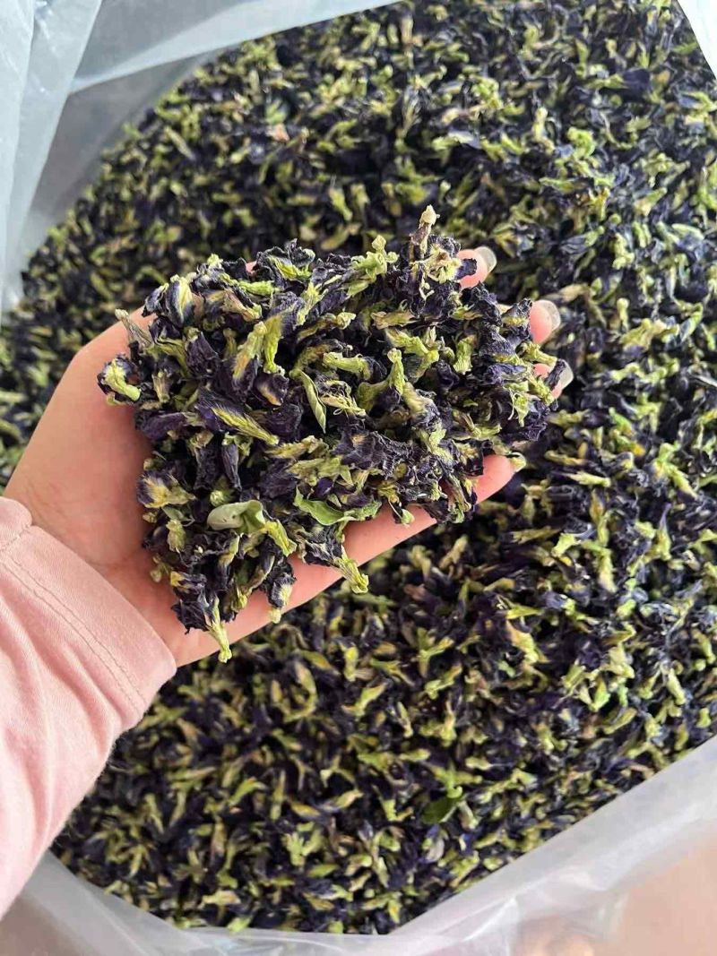 蝶豆花，蓝蝴蝶