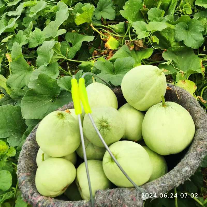 头茬绿宝大量上市