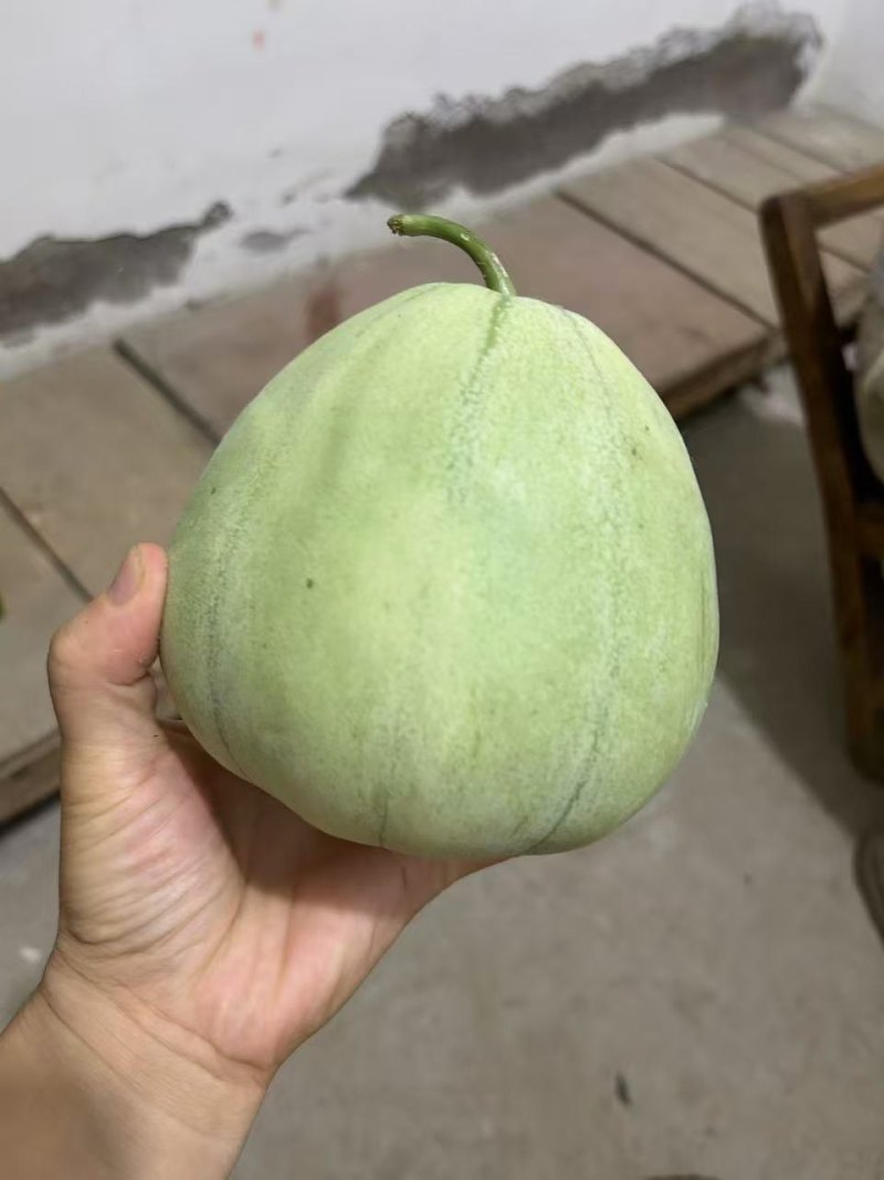 头茬绿宝大量上市