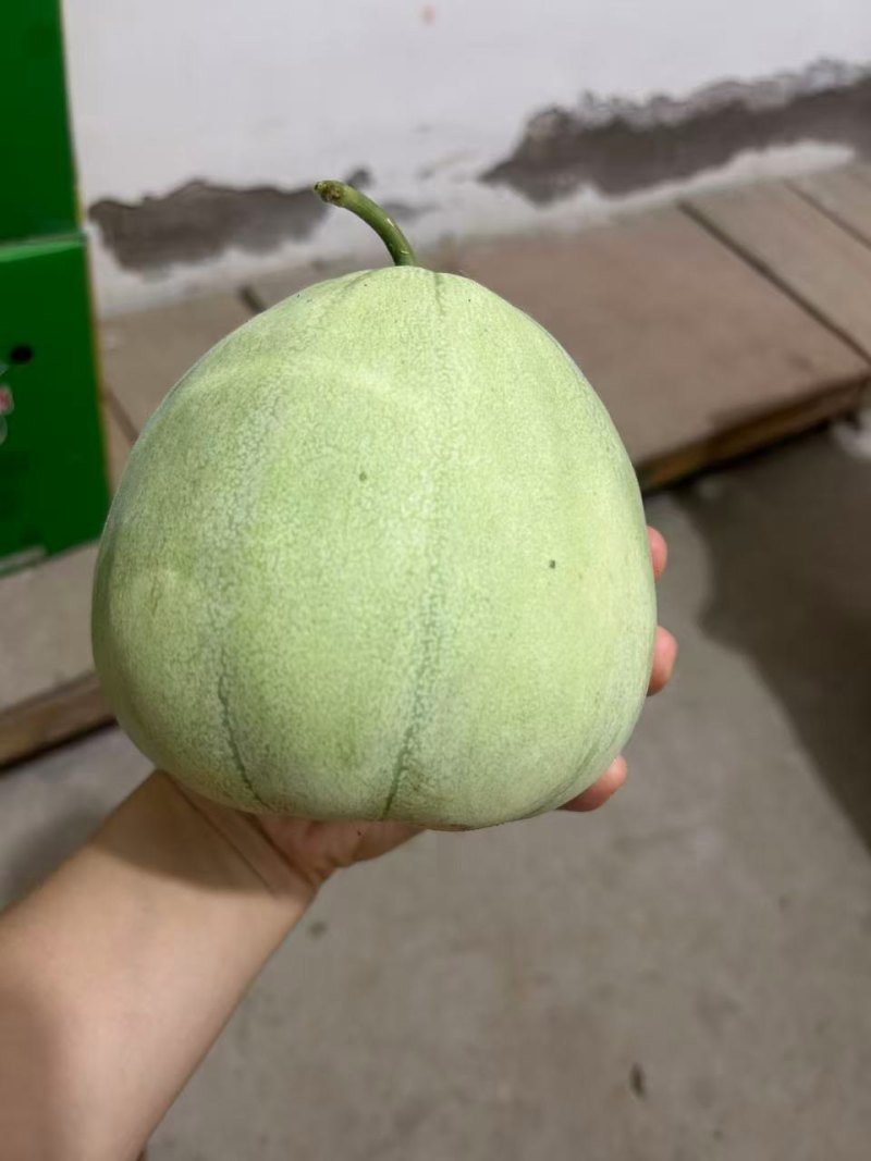 头茬绿宝大量上市
