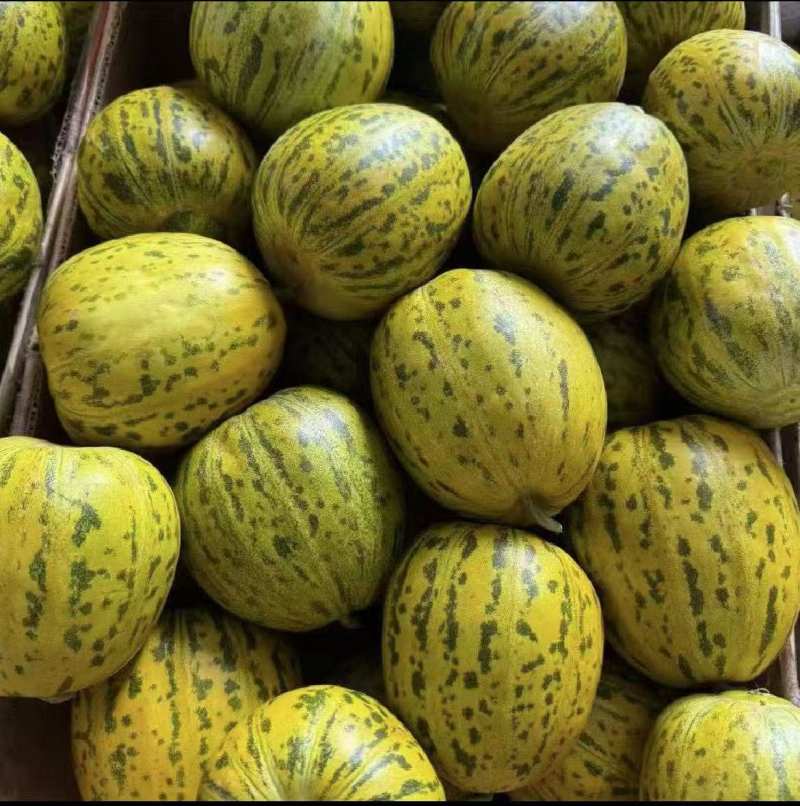 头茬绿宝大量上市
