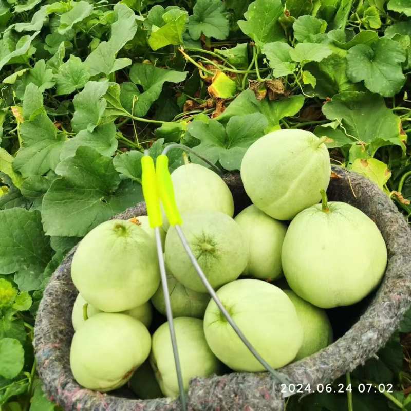头茬绿宝大量上市