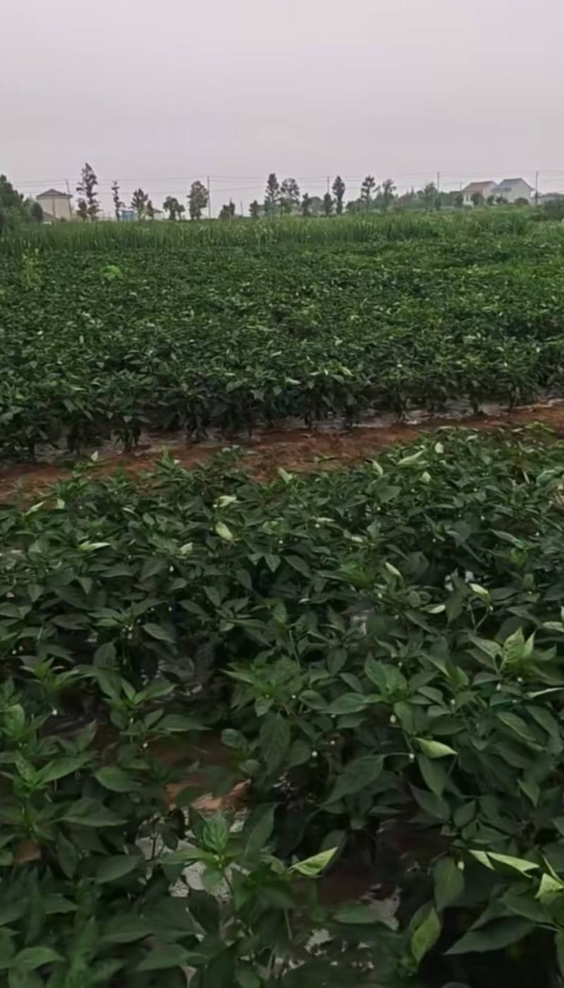 精品薄皮辣椒
