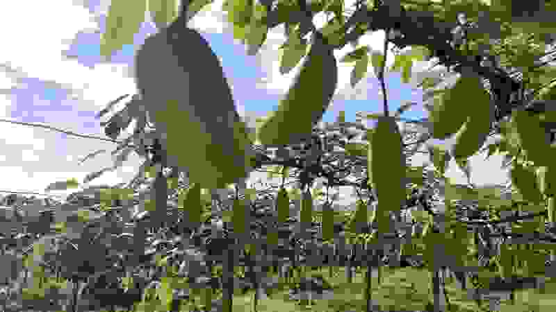 八月爪