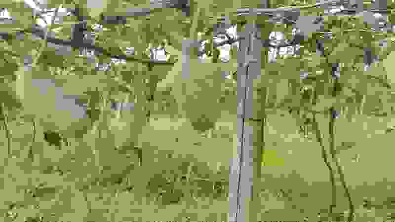 八月爪