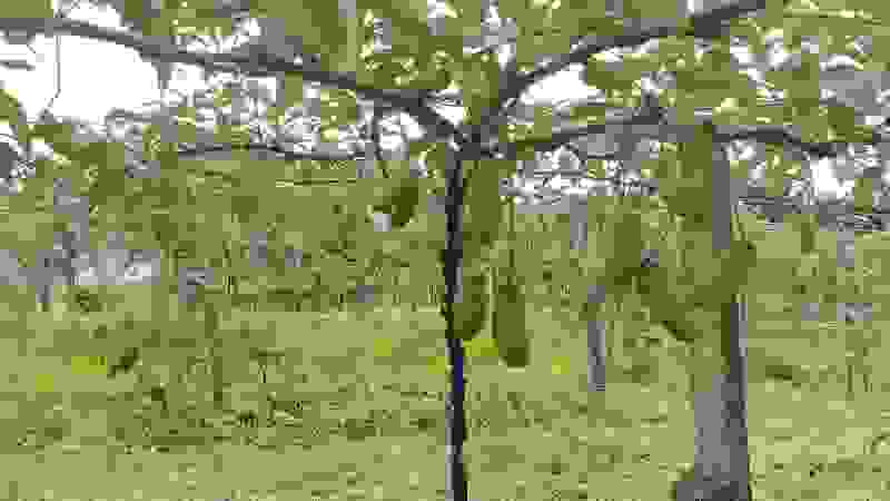 八月爪