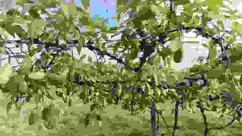 八月爪