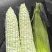 大禹牌甜糯玉米颗粒饱满无虫害口感**
