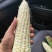 九两多大禹甜糯玉米口感好个大颗粒饱满无虫害