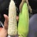 九两多大禹甜糯玉米口感好个大颗粒饱满无虫害