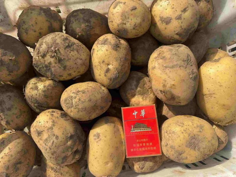 山西省晋中市万亩土豆基地大