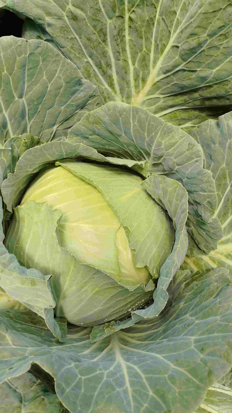 各种包菜大量上市，基地直发