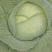 各种包菜大量上市，基地直发