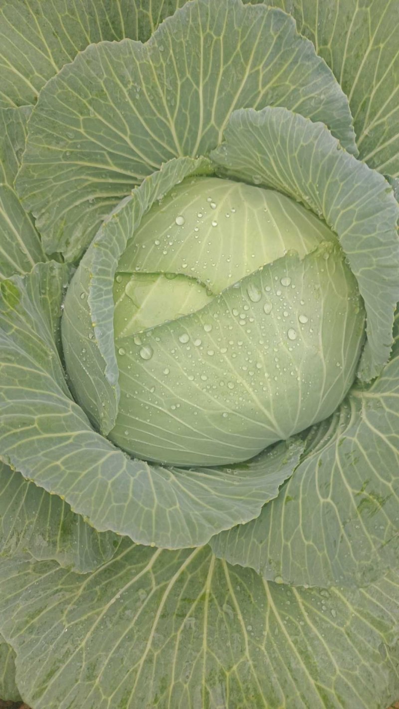 各种包菜大量上市，基地直发