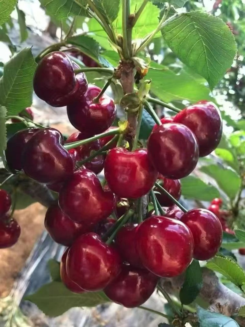天水大樱桃