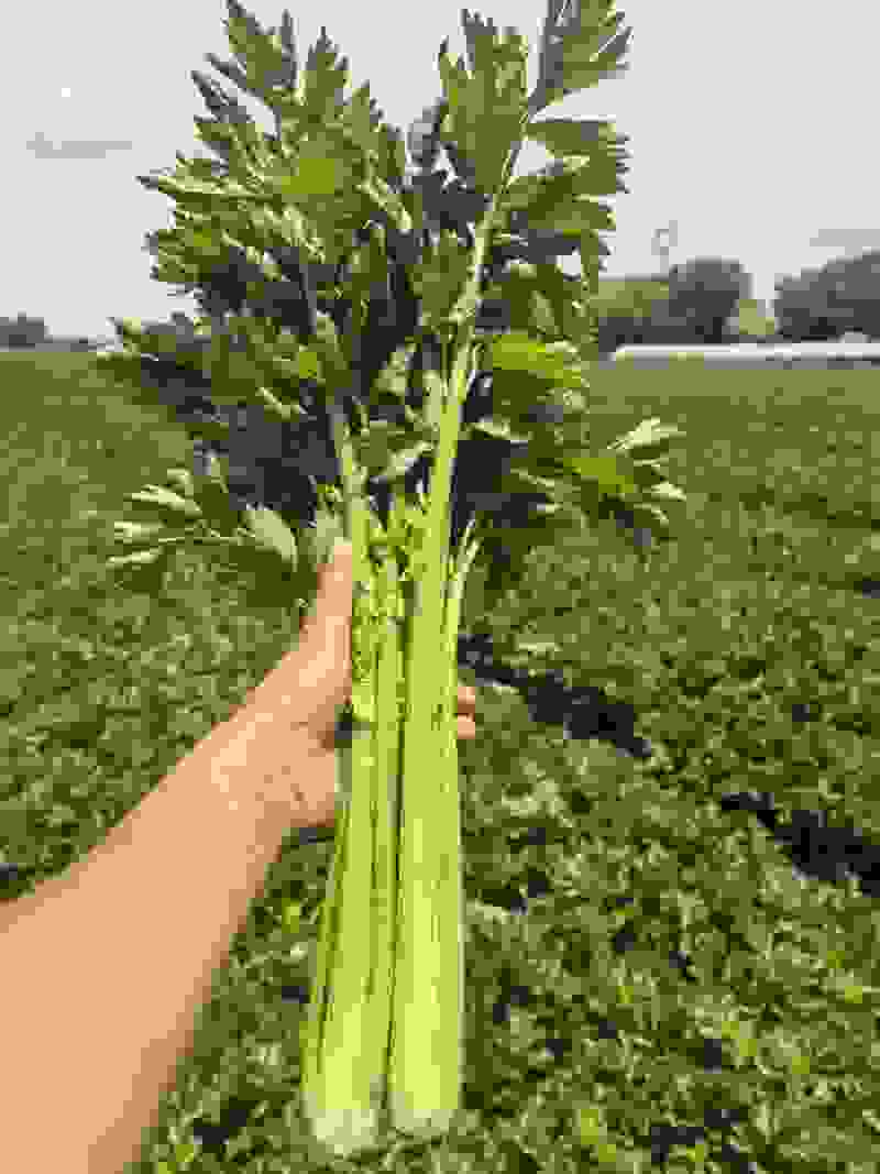 芹菜大批量上市出货