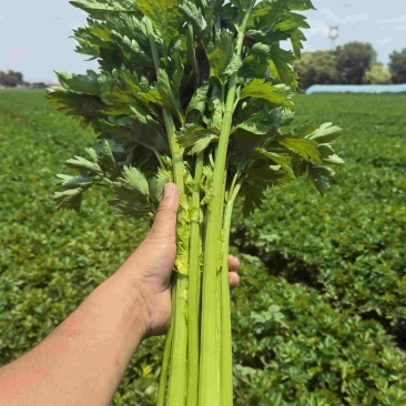 芹菜大批量上市出货