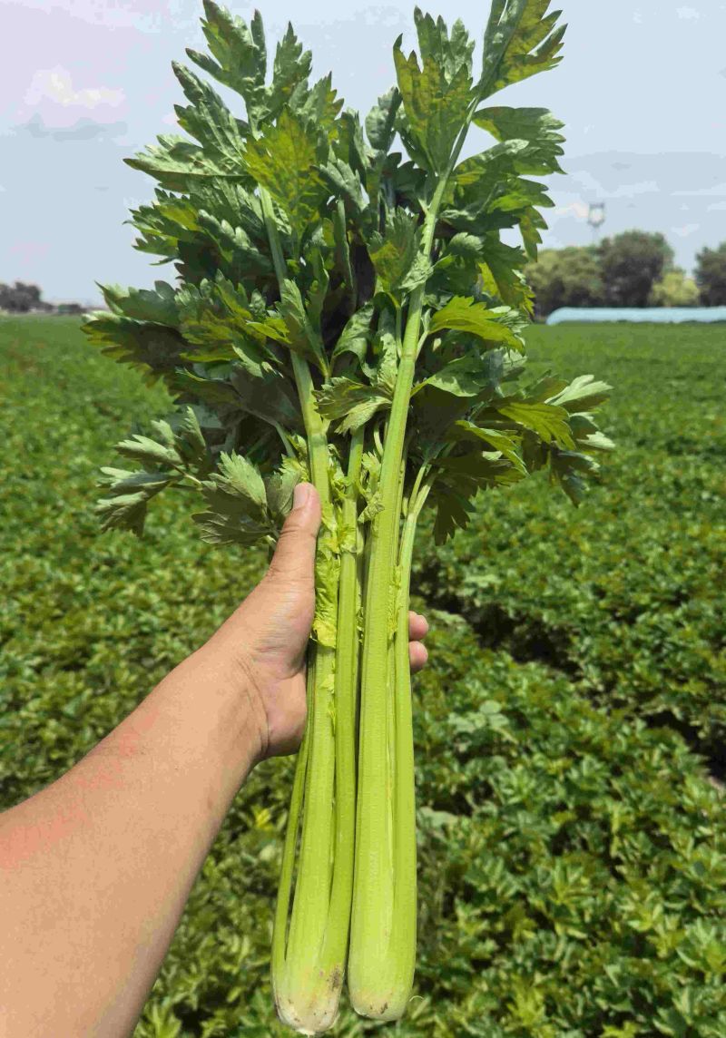 芹菜大批量上市出货