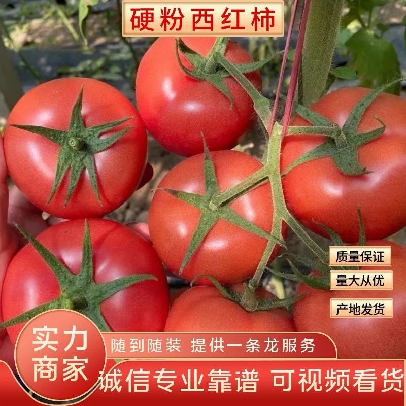 大量供应硬粉面沙瓤西红柿