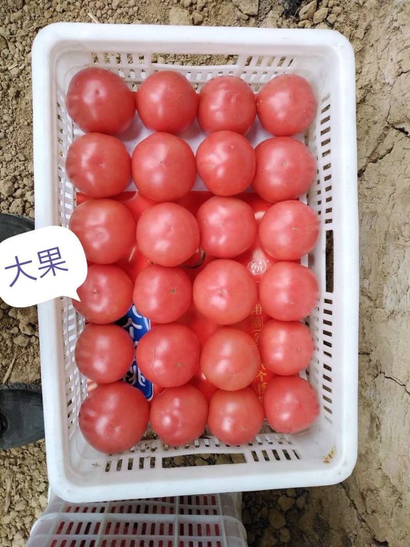 大量供应硬粉面沙瓤西红柿
