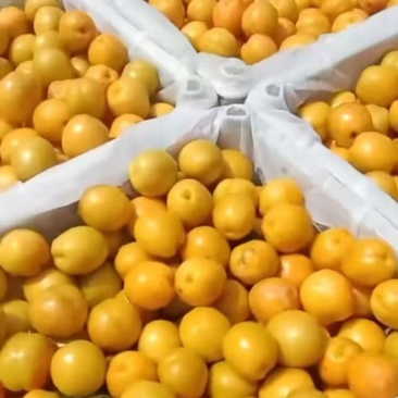 大量出售珍珠油杏