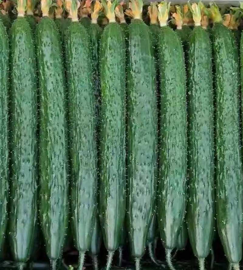 黄瓜蜜刺黄瓜干花黄瓜