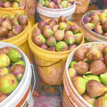 云南波姬红无花果大量上市