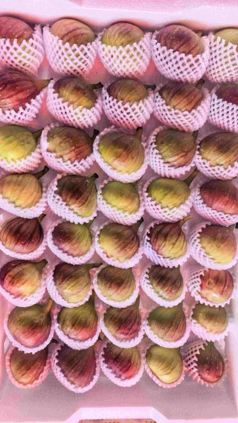 云南波姬红无花果大量上市