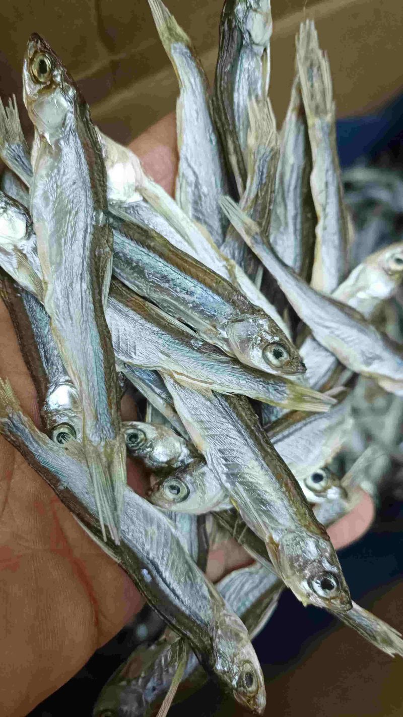 公鱼干油炸公鱼4一6公分东北贷