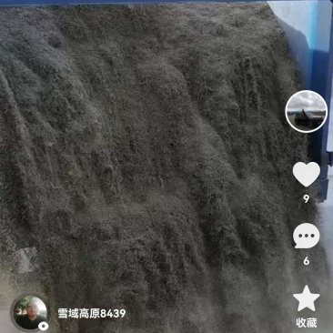 新产孜然，颗粒饱满，有需要货的老板联系