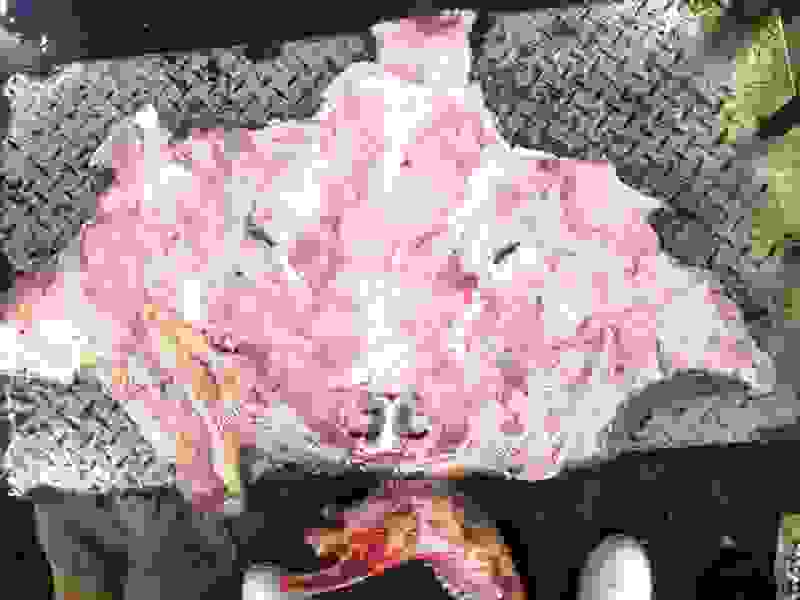 牛头腩