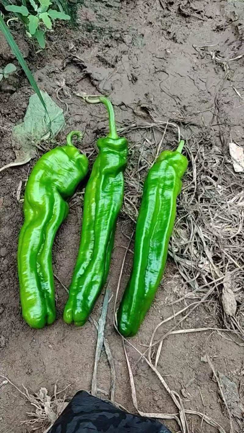 南通本地薄皮椒，个头均匀，颜色漂亮，需要的老板联系