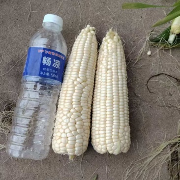 中糯2号玉米
