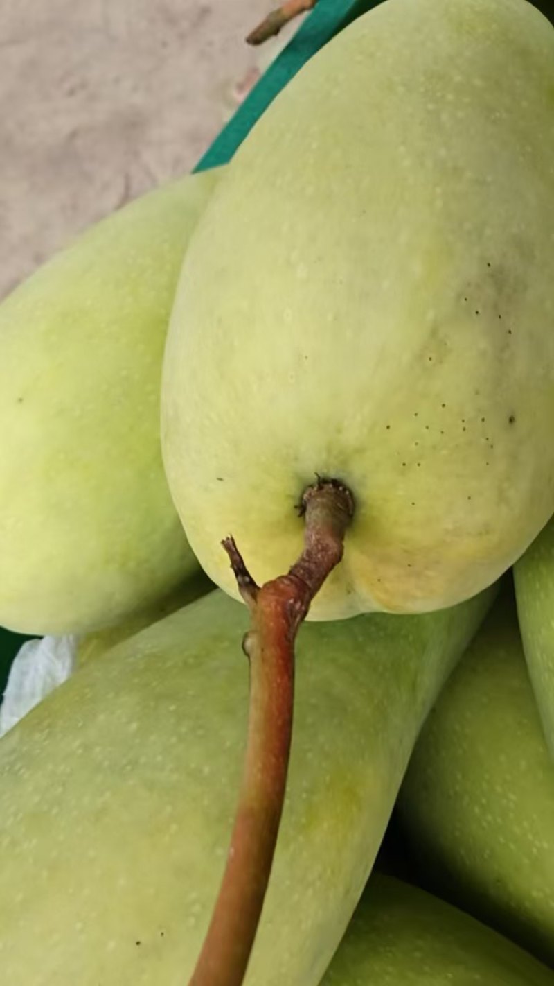 金煌