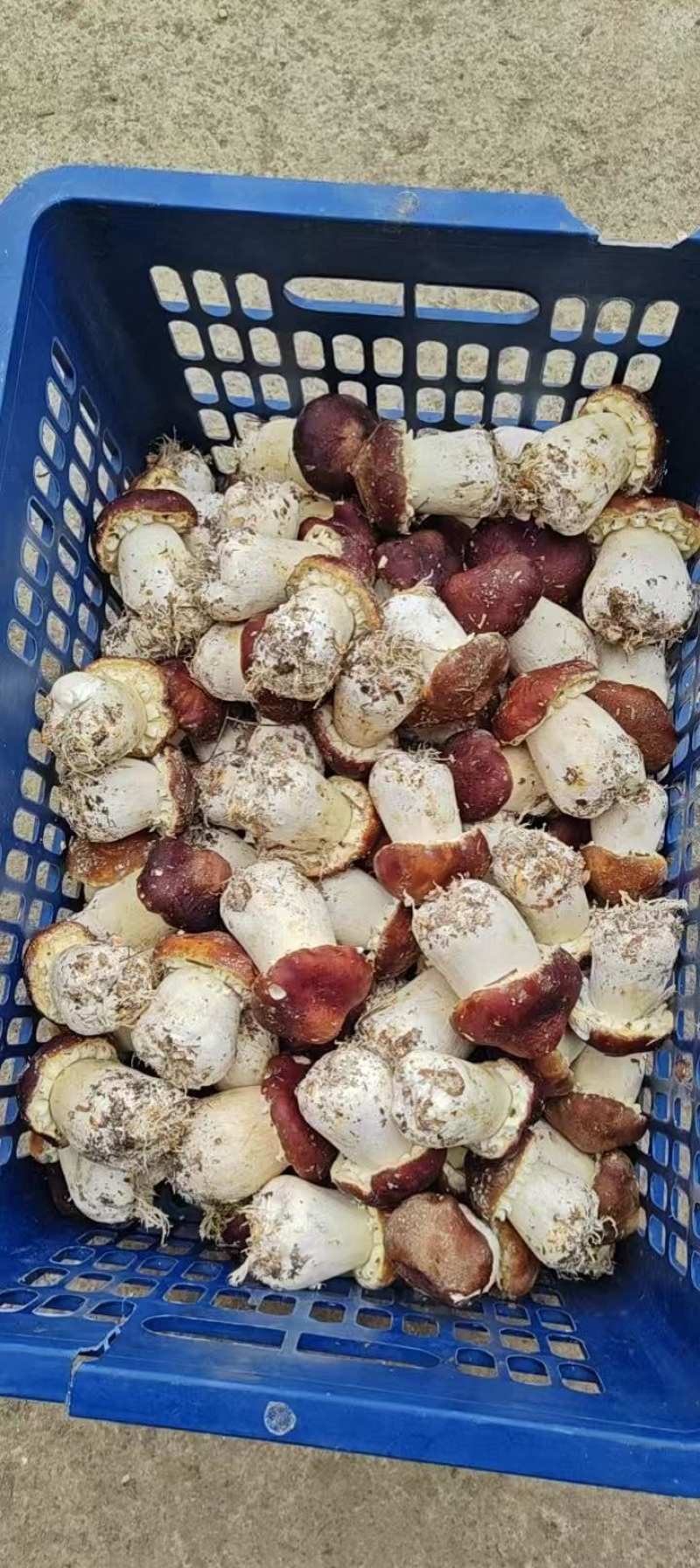 包装5斤一箱