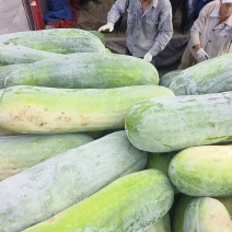 江西九江江洲冬瓜基地