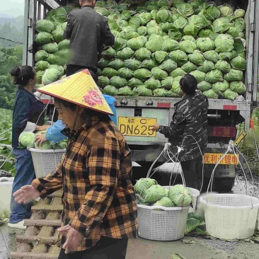 各种包菜大量上市