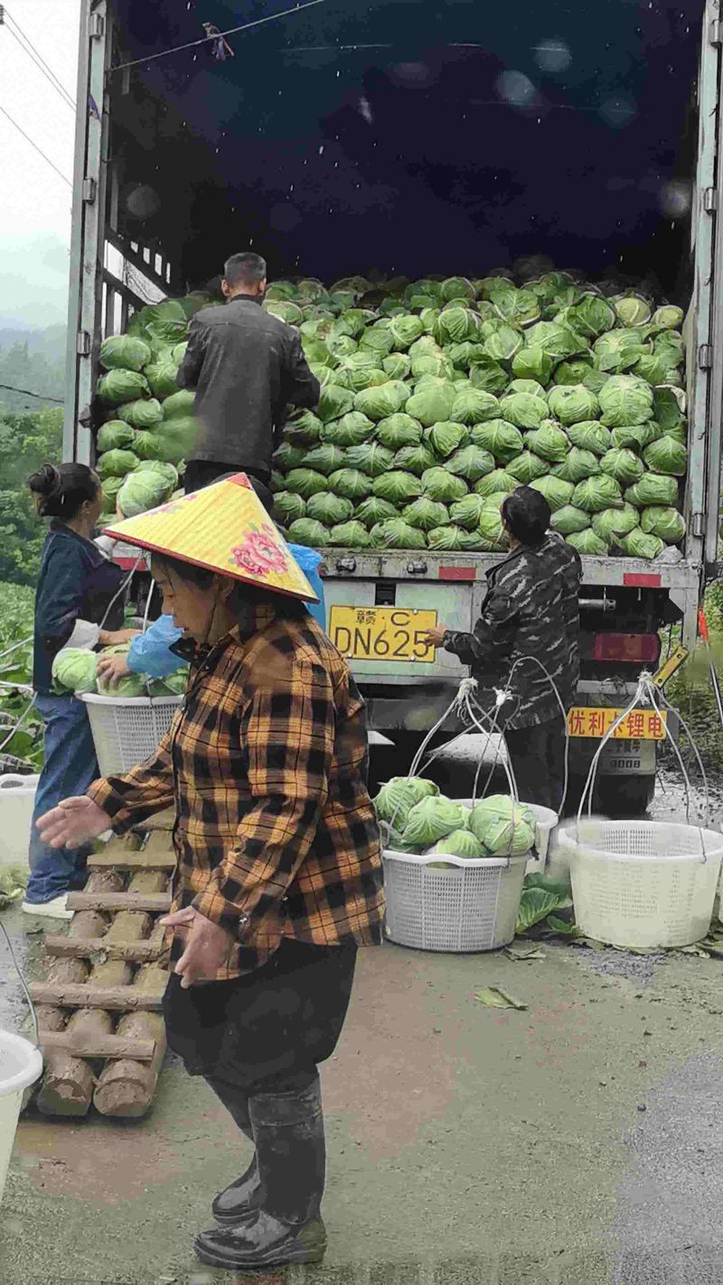 各种包菜大量上市