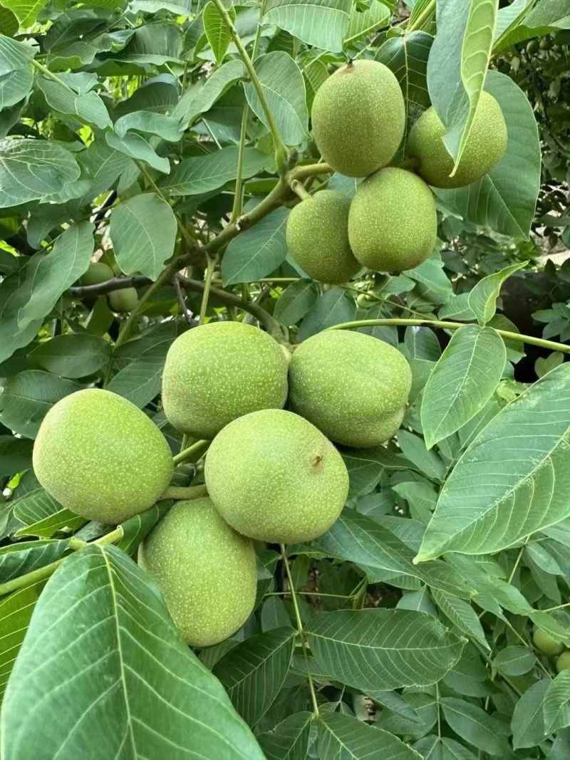四川大凉山精品青皮核桃大量上市需要的老板联系